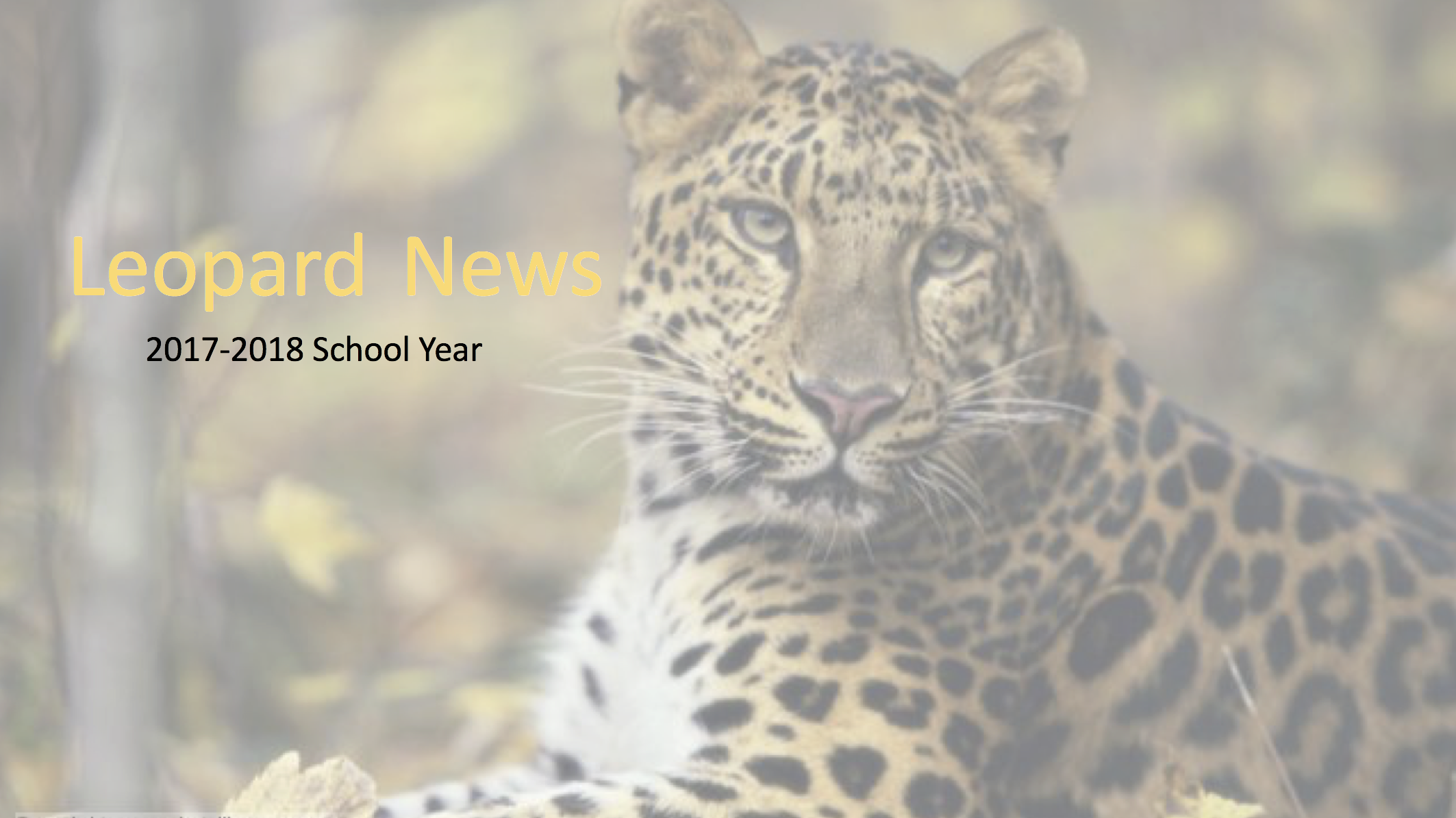 Leopard News Cover